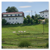 Das Bild zeigt eine ländliche Szene mit einer Wiese, auf der vier weiße Kühe gemütlich grasen. Die Fläche ist von einem Holzzaun begrenzt. Im Hintergrund stehen zwei Wohnhäuser, teils von Büschen und Bäumen umgeben. Stromleitungen verlaufen quer über die Szene und verbinden sich mit der ländlichen Infrastruktur. Die Atmosphäre ist friedlich und von sommerlichem Licht geprägt, der Himmel ist überwiegend klar mit wenigen Wolken. Die Komposition vermittelt Ruhe, Naturverbundenheit und das Leben auf dem Land.