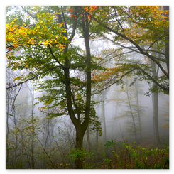 Dichter Wald mit Nebel, gelbem und orangem Laub. Sanfte Lichtstimmung, ruhige Tiefe, herbstliche Farben und Naturtexturen