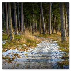 Schmaler Pfad durch lichten Wald mit Schnee, Sonnenlicht und Vegetation. Übergang von Winter zu Frühling, ruhige Tiefe und Kontrast