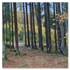 Waldszene mit schlanken Nadelbäumen, Laubpfad und Moos. Herbstliche Farben, ruhige Tiefe, natürliche Texturen und Lichtstimmung