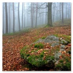Nebelverhangener Wald mit braunem Laubteppich und moosbedecktem Stein. Sanfte Tiefe, ruhige Herbststimmung, natürliche Texturen