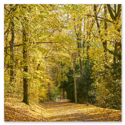 Waldweg im Herbst mit gelbem Laub und Sonnenlicht. Bäume säumen den Pfad, ruhige Lichtstimmung, natürliche Tiefe und Farbspiel