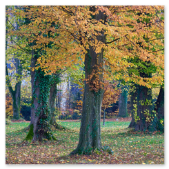 Waldweg im Herbst mit gelbem Laub und Sonnenlicht. Bäume säumen den Pfad, ruhige Lichtstimmung, natürliche Tiefe und Farbspiel
