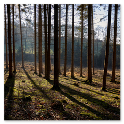 Sonnenlicht fällt durch schlanke Bäume auf Moos und Laub. Tiefe Perspektive, ruhige Waldstimmung, Lichtspiel und Naturtexturen