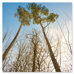 Blick nach oben in den Wald: zwei grüne Kiefern ragen in den blauen Himmel, umgeben von kahlen Laubbäumen. Kontrast und Tiefe