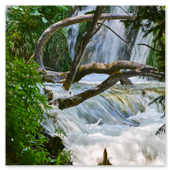 Ein wilder, schäumender Bachlauf im Nationalpark Plitvicer Seen fließt über felsige Stufen, umgeben von dichten grünen Pflanzen und knöchernen, alten Baumstämmen im Wasser.