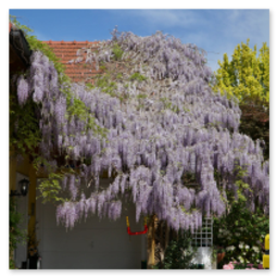 Haus mit üppig blühendem Blauregen über der Garage entlang der Strecke Neumarkt–Unterweitersdorf, mit Gartenpflanzen, Zaun und gelbem Postkasten.