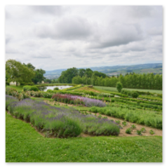 Vordergrund mit geordneten Lavendelreihen, dahinter Teich und Baumgruppen – im Hintergrund sanfte Hügel unter wolkenreichem Himmel. Ein Ort, wo Struktur und Natur in stiller Harmonie verschmelzen.