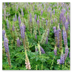 Hohe Blütenkerzen in Violett, Rosa und Weiß stehen dicht im Grün – ein lebendiger Teppich aus Struktur und Farbe, der den Hang rhythmisch belebt.