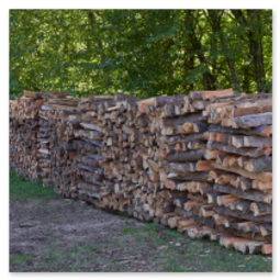 Großer Stapel gespaltenen Brennholzes auf Wiese am Waldrand entlang der Strecke Neumarkt–Unterweitersdorf, umgeben von dichtem Grün und Bäumen.