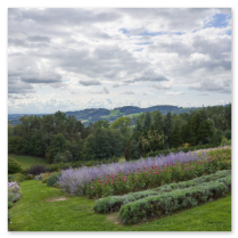 Geordnete Blütenlinien mit Lavendel und Sommerflor vor Hügelkulisse – gepflegte Gartenstruktur verschmilzt mit der weiten Landschaft unter Wolkenspiel.