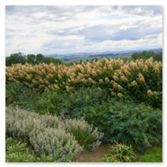 Vorne kleine weiße Blüten im Grün, dahinter hohe Stauden in Creme – gestaffelte Pflanzung vor Hügelblick, ein sanfter Übergang zur Einzelbetrachtung.
