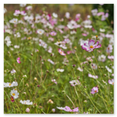 Feine Blüten mit gelbem Herz in dichtem Grün – ein luftiges Farbspiel aus Pink, Weiß und Violett, das den Übergang zur Einzelblüte leicht und lebendig macht.