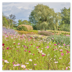 Ein Meer aus Rosa, Weiß und Violett, durchzogen von feinem Grün – im Hintergrund Bäume und eine große Weide, die den Übergang zur Einzelblüte sanft rahmt.