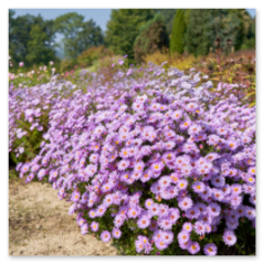 Dicht blühende Astern in kräftigem Lila bedecken das Beet – ein Farbteppich vor Bäumen und Sträuchern, der die spätsommerliche Gartenstimmung trägt.
