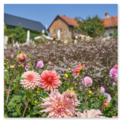 Dahlien in Rosa, Pfirsich und Rot füllen den Vordergrund – dahinter drei Dächer im Grünen, unter blauem Himmel und ländlicher Stille.
