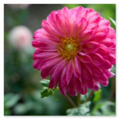 Die Blüte strahlt in kräftigem Pink, mit einem gelben Herz und dicht geschichteten Blättern – ein Farbklang zwischen Magenta und Licht, eingebettet in grünes Schweigen.