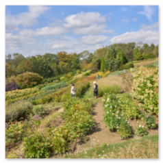 Reihen und Gruppen von Sommerblumen am Hang, mit Wegen und Besuchern – ein lebendiger Ort für Naturfreunde, Fotografie und stille Entdeckungen.
