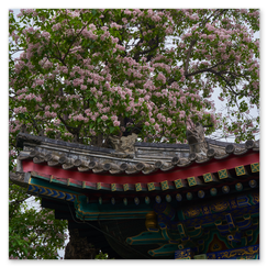 Traditionelles ostasiatisches Gebäude mit geschwungenem Ziegeldach, bemalten Dachvorsprüngen und kleinen Figuren entlang der Firstlinie; dahinter ein blühender Baum mit rosa Blüten, der sich über das Dach erhebt und die Szene mit lebendiger Farbe und stiller Harmonie zwischen Architektur und Natur erfüllt.
