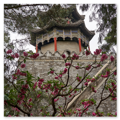 Mehrstöckige Pagode mit geschwungenem Dach auf steinerner Plattform, flankiert von blühenden Bäumen und grüner Vegetation; eine Treppe führt hinauf, die Szene verbindet klassische Architektur mit lebendiger Natur und stiller Zugänglichkeit.