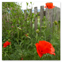 Leuchtend rote Mohnblumen mit Knospen und grünem Laub vor diagonal verlaufendem Holzzaun; ländliche Gartenszene in Katzing bei Rohrbach-Berg im Mühlviertel