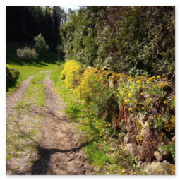 Unbefestigter Waldweg entlang der Strecke Neumarkt–Unterweitersdorf, rechts eine moosige Steinmauer mit gelben Blumen, umgeben von dichtem Grün.