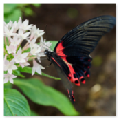 Ein exotischer Scharlachroter Schwalbenschwanz-Schmetterling mit schwarzen Flügeln und markanten roten Mustern saugt Nektar an einer Gruppe kleiner weißer Blüten.