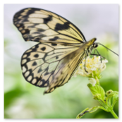 Nahaufnahme einer Weißen Baumnymphe (Idea leuconoe) mit schwarz-weiß gemusterten Flügeln auf einer gelben Blüte im Botanischen Garten Linz.