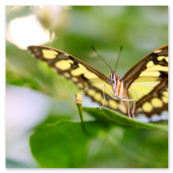 Nahaufnahme eines Malachitfalters (Siproeta stelenes) mit weit geöffneten, grün-schwarz gemusterten Flügeln auf einem grünen Blatt im Botanischen Garten Linz.