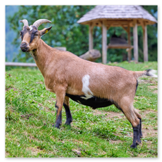 Eine braune Ziege mit weißen Flecken und gebogenen Hörnern steht auf einer Wiese beim Burgbauprojekt in Friesach. Im Hintergrund sind rustikale Holzhütten mit Schindeldächern und ein bewaldeter Berghang zu sehen. Die Szene vermittelt die Nähe zur Natur und zeigt, wie Tiere Teil des mittelalterlichen Alltagslebens am Bauplatz sind – neugierig, ruhig und ganz selbstverständlich.
