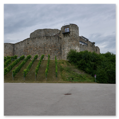 Historische Burg Taggenbrunn mit Rundturm und Glasbalkon auf Hügel, davor gepflegter Weinberg mit Reben in Reihen