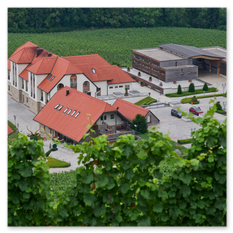 Weingut mit roten Ziegeldächern und weißen Fassaden, umgeben von gepflegten Reben und Waldkulisse bei Taggenbrunn