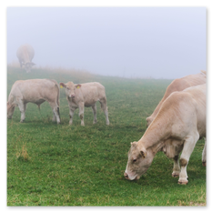 Sechs helle Kühe grasen im Nebel am Magdalensberg – vordergründige Ruhe, hintergründige Verhüllung, sanfte Hangneigung und konturlose Tiefe im Weidebild.
