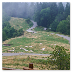 Weidebild mit hellen Kühen am Magdalensberg – kurvige Straße, Holzunterstand, Nebel im Hintergrund, Wiesenhang mit Bäumen und Zaun im ländlichen Gelände.