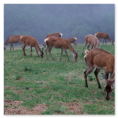 Acht Rehe grasen auf Wiese am Magdalensberg – Nebel im Hintergrund, Waldrand mit dichter Baumkulisse, ruhige Szene mit trockenen Grasflecken und natürlichem Gelände.