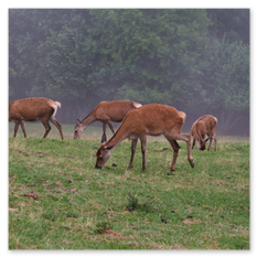 Fünf Rehe grasen auf Wiese am Magdalensberg – Nebel im Hintergrund, Waldrand mit dichter Baumkulisse, ruhige Szene mit natürlichem Gelände und verteilter Tiergruppe.