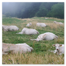 Weiße Kühe liegen auf einer Wiese am Magdalensberg – ruhende Tiere in nebeldurchzogenem Gelände, mit Bäumen im Hintergrund und leicht unklarer Fernsicht.
