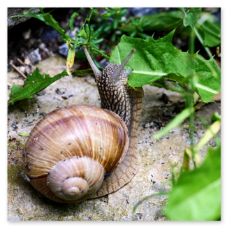 Eine Weinbergschnecke (Helix pomatia) kriecht über eine moosbewachsene Steinfläche. Das helle, kugelige Gehäuse mit schwach ausgeprägten Windungen ist typisch für diese geschützte Schneckenart. Der kräftige, fleischige Körper ist vollständig ausgestreckt, die Fühler sind erhoben und wirken aufmerksam. Die Szene zeigt die Schnecke in einem feuchten, schattigen Lebensraum – ideal für diese Art, die bevorzugt in Laubwäldern, Gärten und Weinbergen vorkommt. Die Aufnahme eignet sich hervorragend zur Darstellung von Weichtierbiologie, Lebensraumbindung und ökologischer Bedeutung heimischer Schneckenarten.