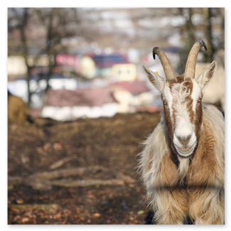 Nahaufnahme einer braun-weißen Hausziege mit langen, nach hinten gebogenen Hörnern und zotteligem Fell auf einem Bauernhof, im Hintergrund eine unscharfe Dorflandschaft.
