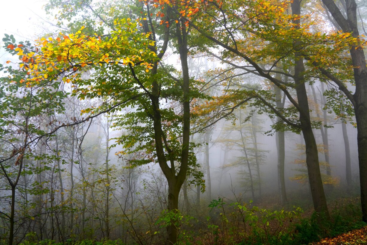Nebelverhangener Wald mit gelbem und orangem Herbstlaub. Sanfte Lichtstimmung, grüner Bodenbewuchs, ruhige Tiefe und Farbkontrast