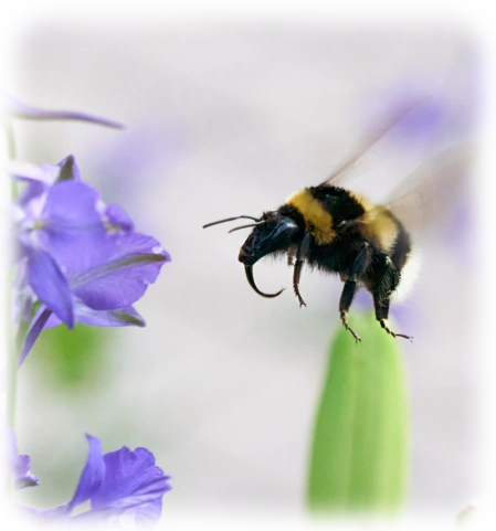 Hummel im Flug vor violetter Blüte mit grünlich verschwommenem Hintergrund. Das Bild zeigt eine Hummel im Anflug auf eine violette Blüte. Die Hummel ist mit ihrem typisch schwarz-gelb gestreiften Körper und leicht verschwommenen Flügeln in der Bewegung eingefangen, was ihre Flugdynamik unterstreicht. Die Blüte präsentiert sich mit filigranen violetten Blütenblättern und grünen Stängeln, im Fokus der Komposition. Der Hintergrund ist weich verschwommen in Grüntönen, wodurch Hummel und Blüte besonders hervorgehoben werden. Die Aufnahme vermittelt einen lebendigen Moment in der Natur und zeigt die wichtige Rolle der Hummel bei der Bestäubung von Pflanzen.