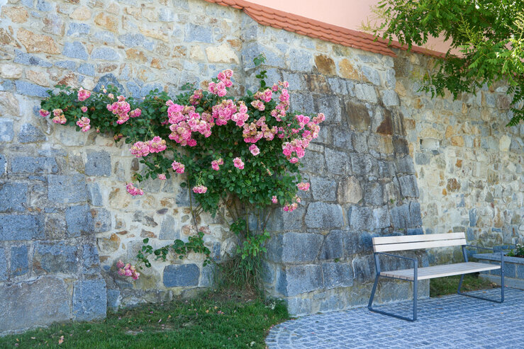 Steinmauer mit rosa Kletterrosen, Holzbank und gepflastertem Weg in grüner Gartenkulisse Romantische Gartenszene mit Steinmauer, rosa blühender Kletterrose und Holzbank – ein stiller Moment von der Landesgartenschau in Schärding