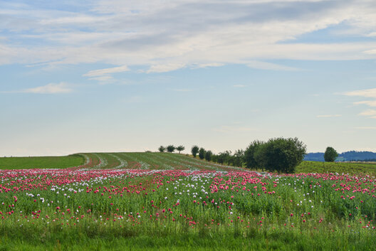 Das Bild zeigt eine weitläufige Naturlandschaft mit einem Feld voller Mohnblüten in kräftigem Rot und sanftem Weiß. Die Blumen erstrecken sich über leicht hügeliges Gelände und stehen in voller Blüte. Am Horizont sind vereinzelt Bäume und Büsche zu sehen. Der Himmel darüber ist teils bewölkt mit blauen Zwischenräumen, was der Szene eine ruhige und friedliche Atmosphäre verleiht. Die Aufnahme fängt die Schönheit der ländlichen Mohnblüte eindrucksvoll ein.
