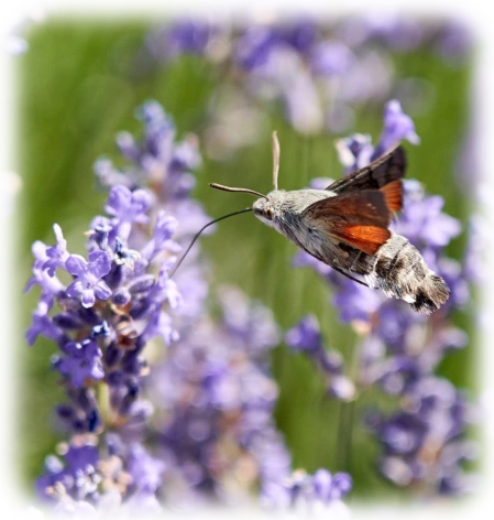 Taubenschwänzchen im Flug vor violetter Blüte, mit leicht verschwommenem Hintergrund. Das Bild zeigt ein Taubenschwänzchen – ein nachtaktiver Schmetterling, der häufig mit einem Kolibri verwechselt wird – im Flug vor einer violetten Blüte. Der Saugrüssel ist in Richtung Blüte ausgestreckt, während die Flügel in typischer, vibrierender Bewegung leicht verschwommen dargestellt sind. Das Insekt besitzt einen kompakten Körper mit braunem und orangem Farbverlauf und markante Flügel mit dunklem Saum. Die Blüte ist in kräftigem Violett gehalten und wirkt frisch geöffnet. Der Hintergrund ist weich verschwommen in Grüntönen und bildet einen ruhigen Kontrast zum aktiven Hauptmotiv. Die Szene vermittelt einen Moment der Interaktion zwischen Bestäuber und Blüte – dynamisch, konzentriert und poetisch.