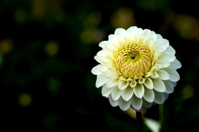 Das Bild zeigt eine Nahaufnahme einer weiß blühenden Dahlie mit mehrlagigen, dicht stehenden Blütenblättern, die in einem radialen Muster angeordnet sind. Im Zentrum der Blüte befindet sich eine gelblich-grüne Mitte mit feinen Strukturen. Der dunkle Hintergrund hebt die helle Farbigkeit der Blüte besonders hervor und betont die geometrische Anordnung der Petalen.