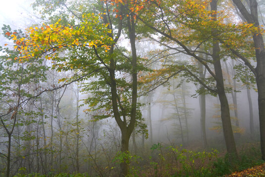 Das Bild zeigt eine Waldlandschaft im Herbst, durchzogen von mystischem Nebel. Die Bäume tragen Blätter in unterschiedlichen Farben – von leuchtendem Gelb über warme Orangetöne bis zu sattem Grün. Der Nebel hüllt den Hintergrund in weiches Grau und lässt die weiter entfernten Baumreihen verblasst erscheinen. Dadurch entsteht eine ruhige, verträumte Atmosphäre, die den Wandel der Jahreszeit eindrucksvoll einfängt. Die Komposition lebt von Farbkontrasten und Tiefe und eignet sich ideal als stimmungsvolles Naturmotiv für eine Fotografie-Website.
