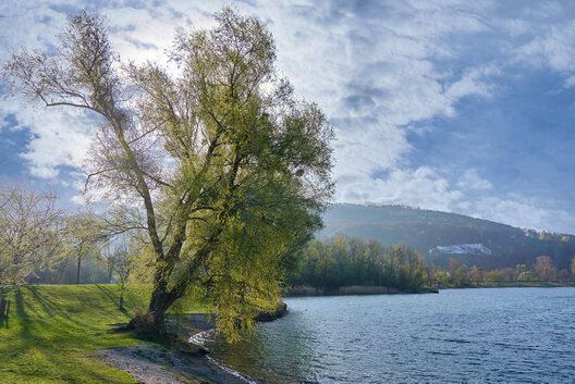 Das Foto zeigt eine friedliche Szene am Pleschingersee in den frühen Morgenstunden. Im Vordergrund steht ein großer Baum mit grünen Blättern auf einer Wiese am Ufer. Das Wasser des Sees ist ruhig und spiegelt den blauen Himmel mit vereinzelten weißen Wolken wider. Im Hintergrund erhebt sich ein mit Bäumen bewachsener Hügel, der Tiefe und natürliche Schönheit verleiht. Die Stimmung ist ruhig und erholsam – ein klassisches Beispiel für landschaftliche Idylle.