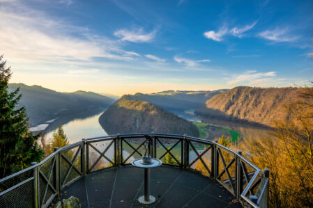 Ein Rostspitzen-Blattfalter (Siproeta epaphus) mit braun-orangen Flügeln und weißem Band sitzt auf einer kleinen gelben Blume.