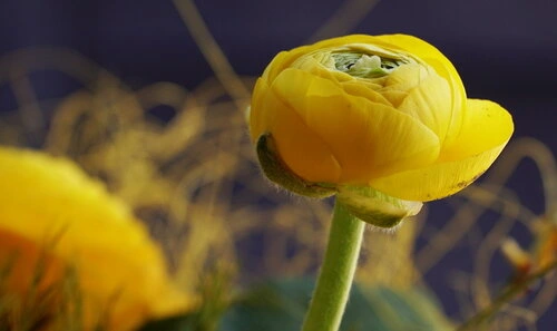 Gelbe Ranunkelblüte im Detail; teils geöffnet, mit feinen Strukturen vor unscharfem Hintergrund