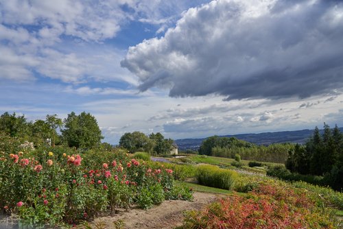 Blühender Garten mit Blick auf Hügel und Himmel – Farben, Struktur und Weite